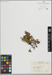 Foto von Salix herbacea L. x Salix polaris Wahlenb.